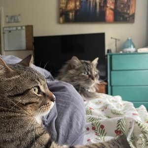 Fundraising Page: Angie  Ates